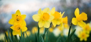 Daffodils-field